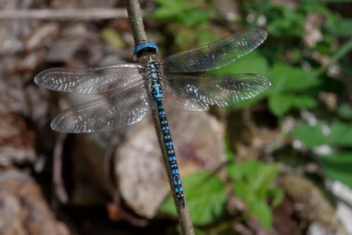 Aeshna affinis