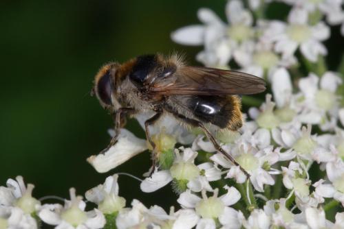 Cheilosia illustrata