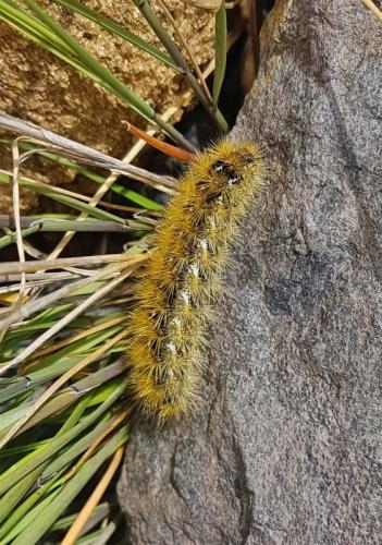 Réf. 265 729 : Rhyparia purpurata