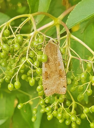 Réf. 265 730 : Noctua pronuba