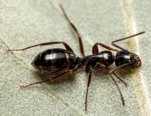 Réf. 265 586 : Camponotus sp.