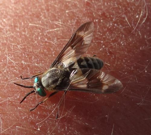Réf. 265 620 : Chrysops relictus