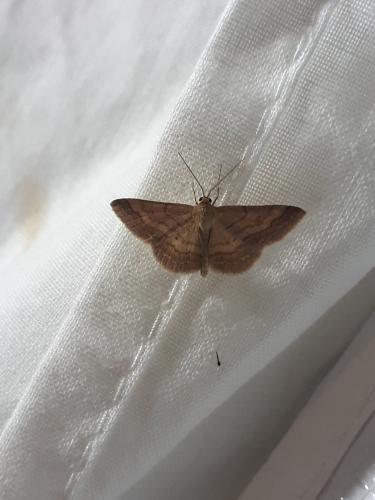 Réf. 265 401 : Scopula rubiginata