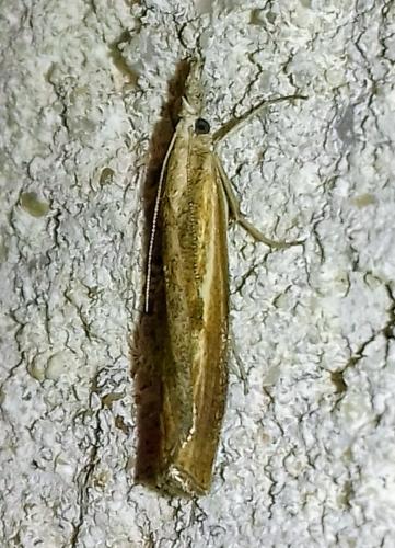 Réf. 265 024 : Agriphila inquinatella