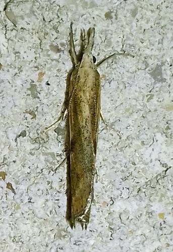 Réf. 265 025 : Agriphila inquinatella