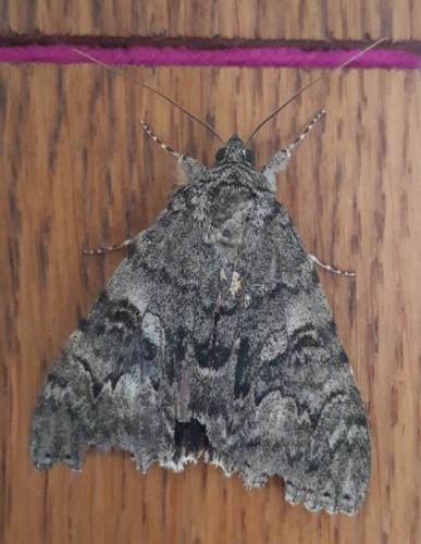 Réf. 265 055 : Catocala nupta