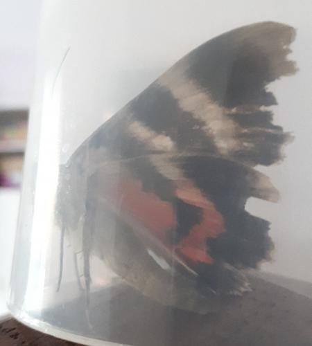 Réf. 265 056 : Catocala nupta