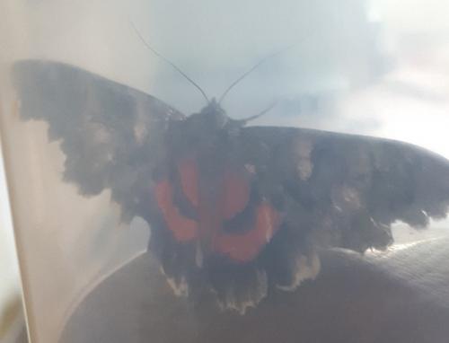 Réf. 265 057 : Catocala nupta