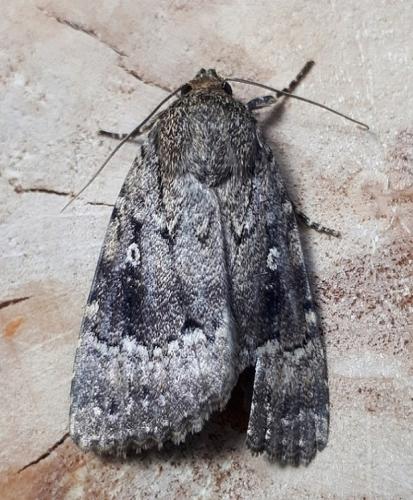 Amphipyra pyramidea