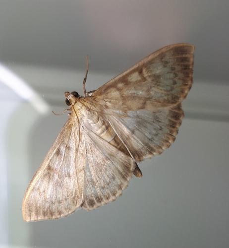 Réf. 265 091 : Pleuroptya ruralis
