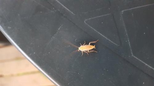 Ectobius sp.