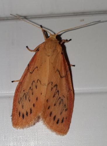 Réf. 265 151 : Miltochrista miniata