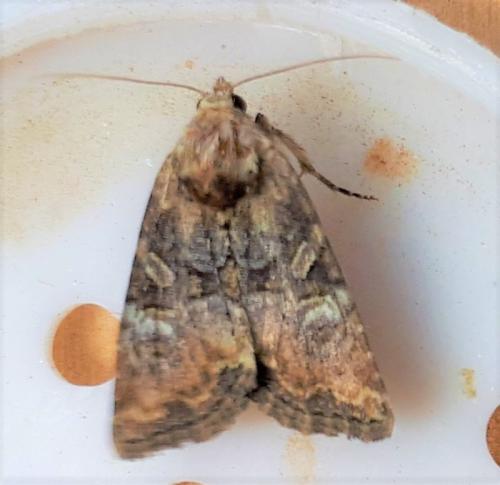 Réf. 265 295 : Mesoligia furuncula