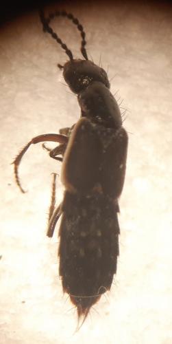 Cafius xantholoma