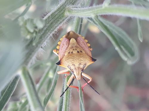 Carpocoris mediterraneus atlanticus