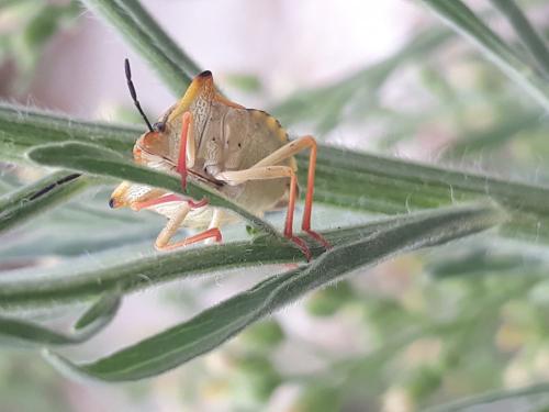 Carpocoris mediterraneus atlanticus