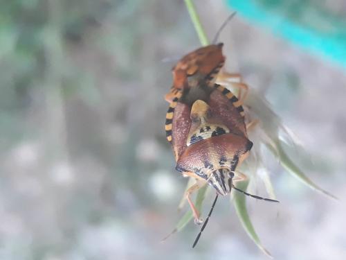 Carpocoris pudicus