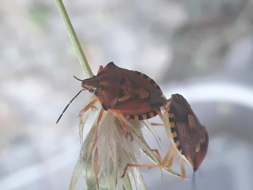 Carpocoris pudicus