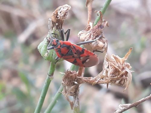 Réf. 265 433 : Spilostethus pandurus
