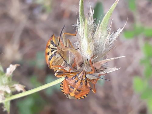 Carpocoris pudicus