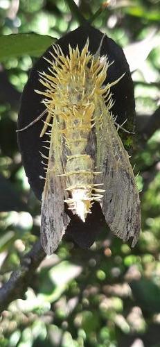 Réf. 265 547 : Agrius convolvuli