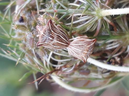 Réf. 265 476 : Ancyrosoma leucogrammes