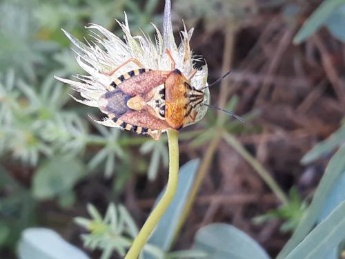 Carpocoris pudicus