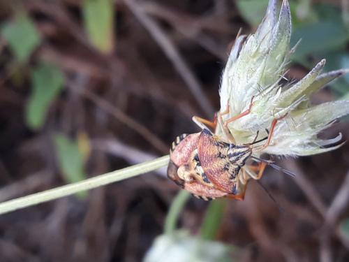 Carpocoris pudicus