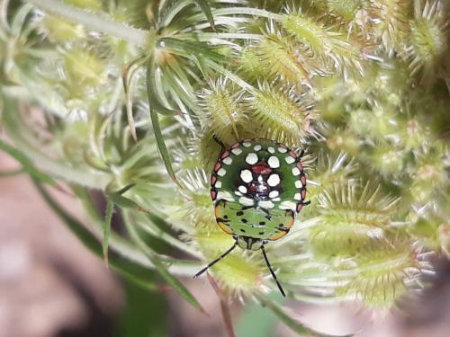 Nezara viridula
