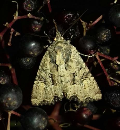 Mesapamea sp.