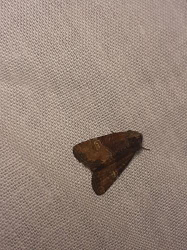 Réf. 265 574 : Mesoligia furuncula
