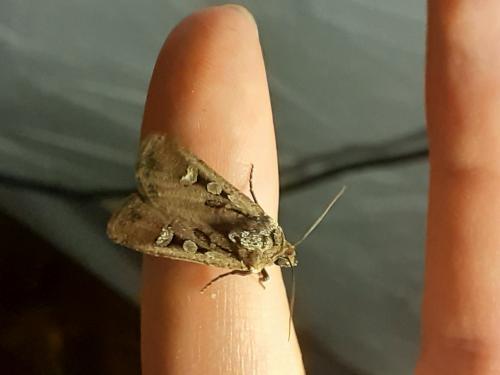 Euxoa obelisca