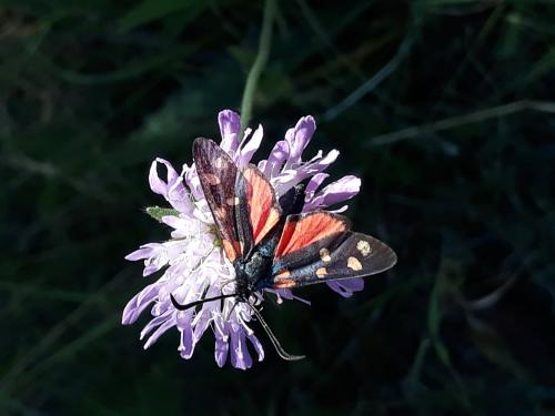 Zygaena transalpina