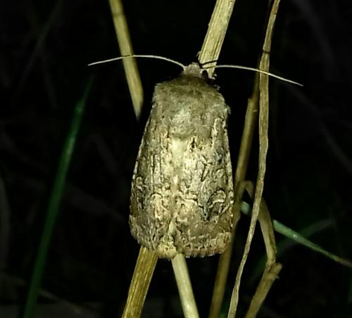 Réf. 265 880 : Luperina testacea