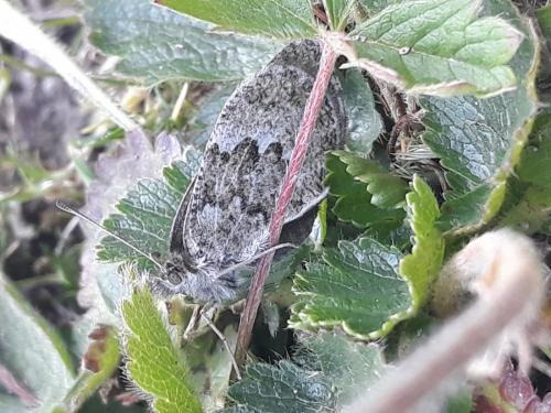 Réf. 265 878 : Erebia cassioides