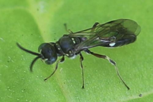 Alysson spinosus