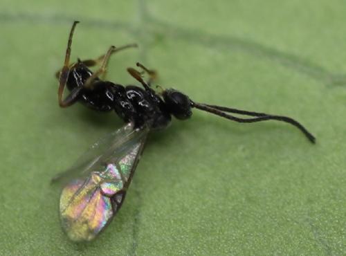 Microgastrinae