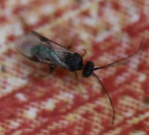 Microgastrinae