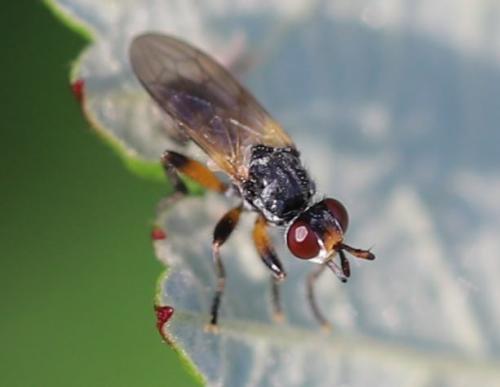 Thecophora sp.