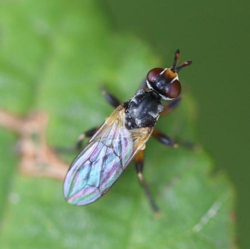 Thecophora sp.