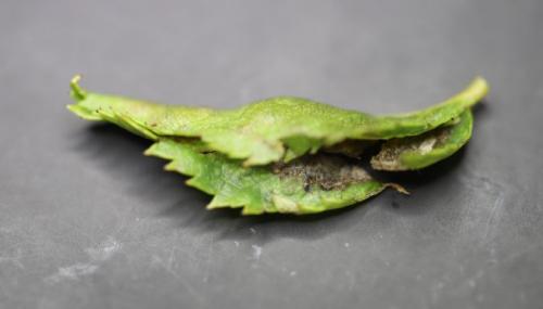 Dasineura rosae