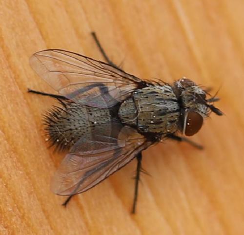 Buquetia musca
