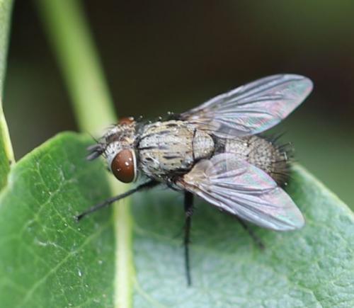 Buquetia musca