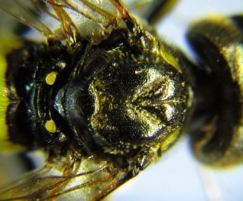 Zonuledo amoena