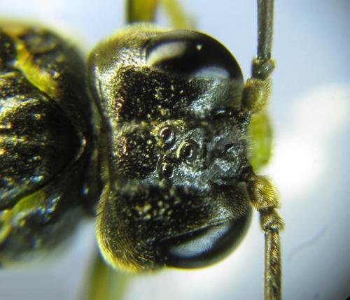 Réf. 265 758 : Zonuledo amoena