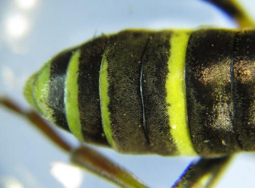 Réf. 265 759 : Zonuledo amoena