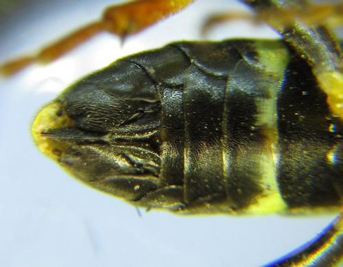 Réf. 265 760 : Zonuledo amoena