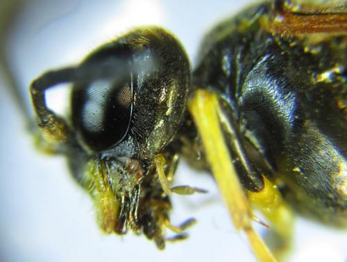 Réf. 265 761 : Zonuledo amoena