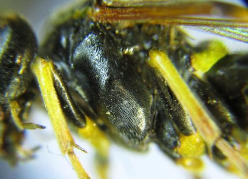 Réf. 265 762 : Zonuledo amoena