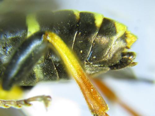 Réf. 265 763 : Zonuledo amoena